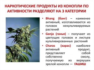 Cannabis indica