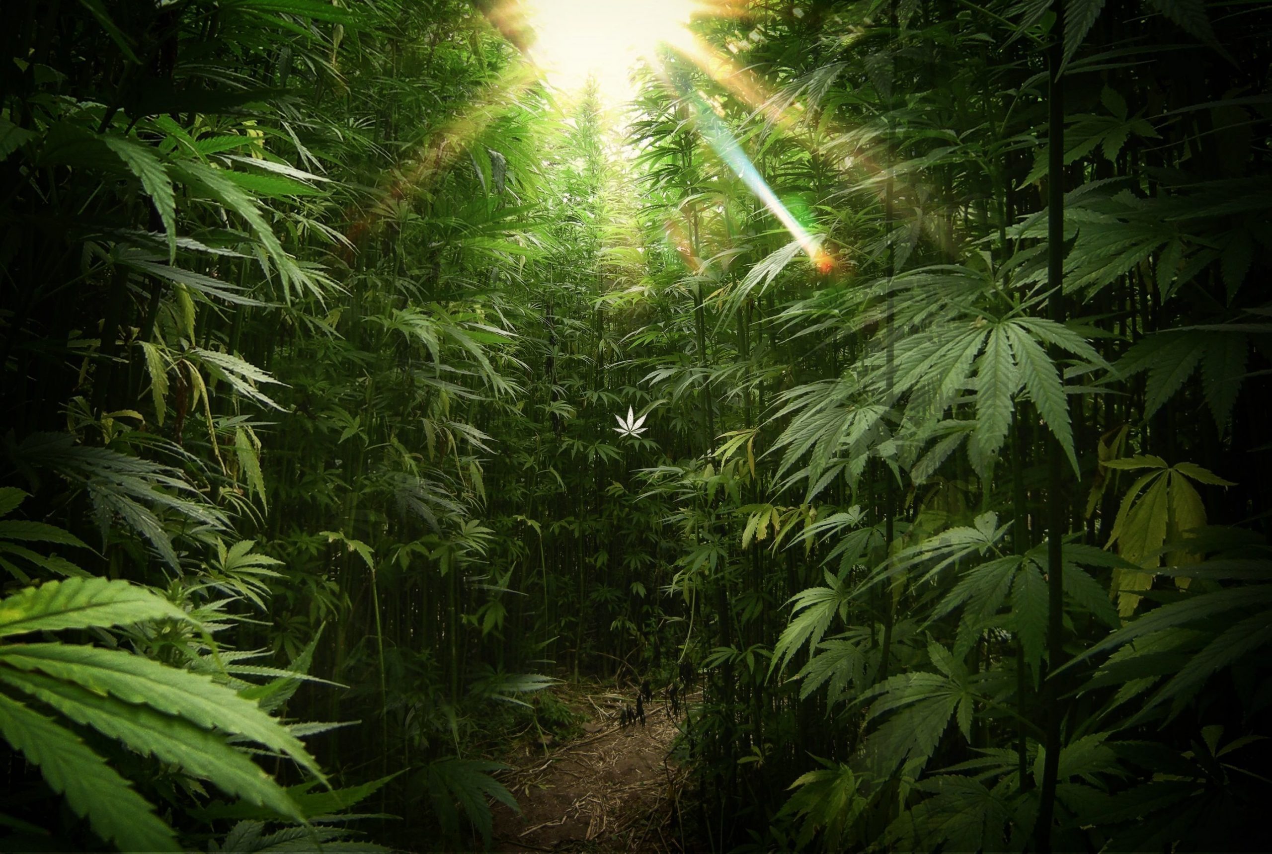 марихуана семена
